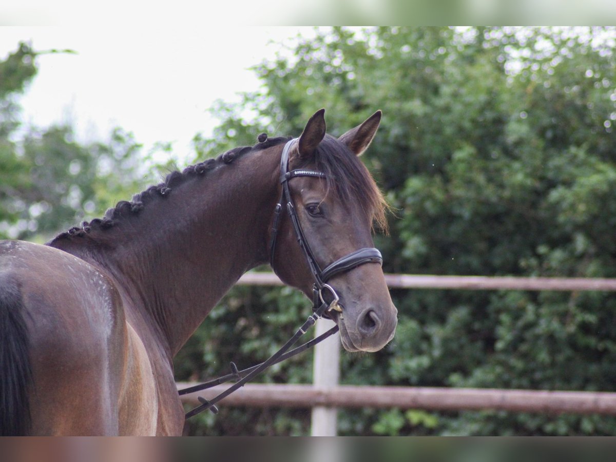 Oldenburger Springpaard Ruin 4 Jaar 168 cm Donkerbruin in Diera-Zehren