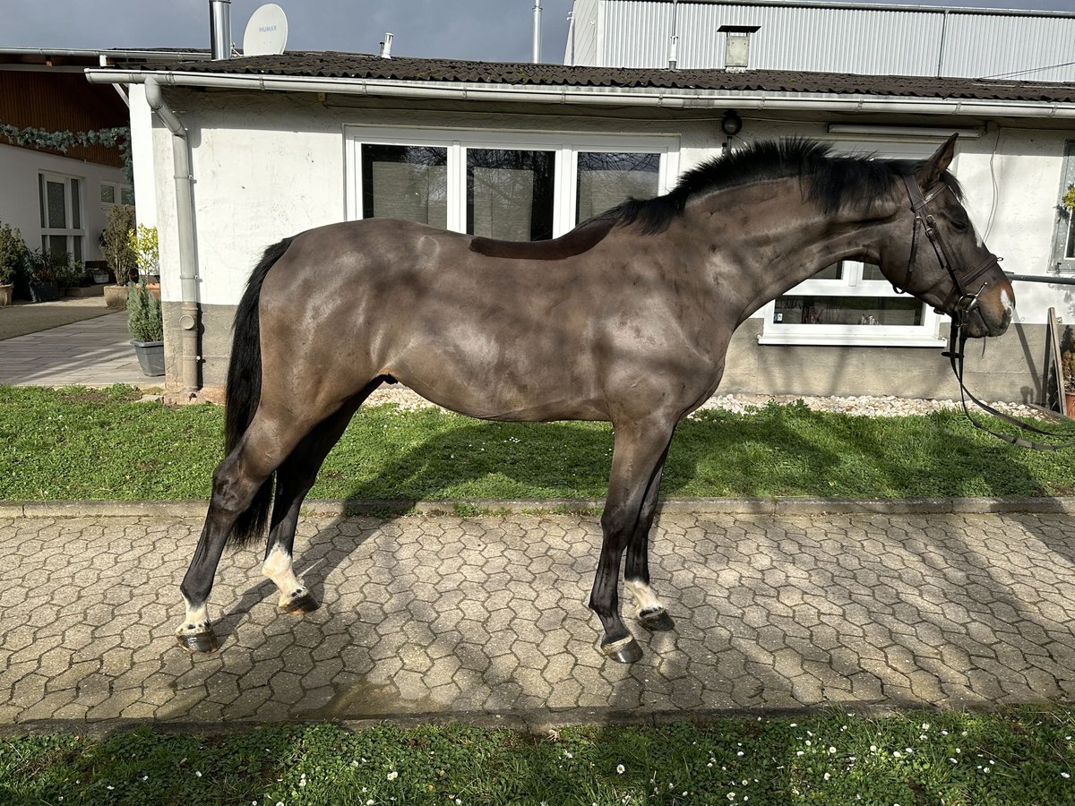 Oldenburger Springpaard Ruin 4 Jaar 168 cm Zwartbruin in Bad Kreuznach