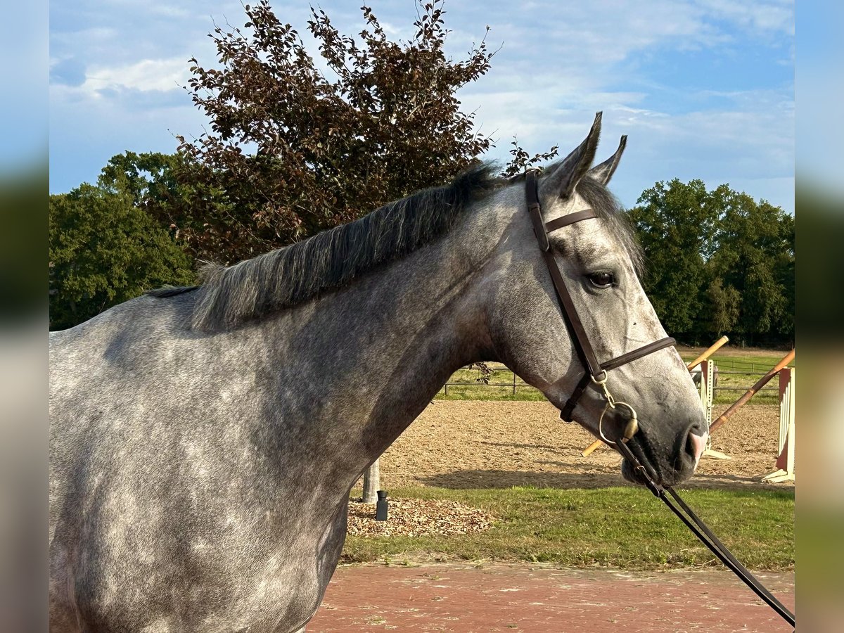 Oldenburger Springpaard Ruin 4 Jaar 169 cm Schimmel in Ganderkesee