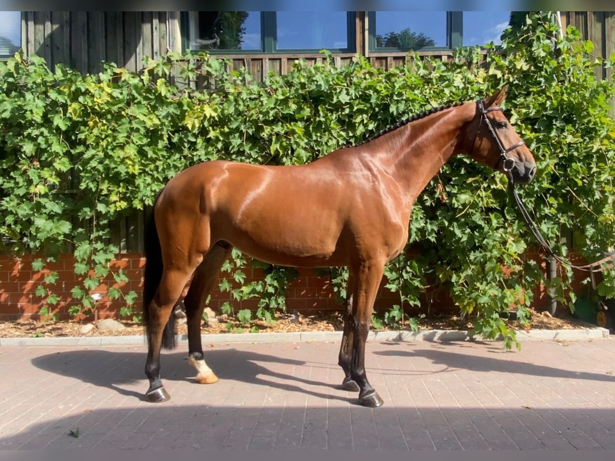 Oldenburger Springpaard Ruin 4 Jaar 170 cm Bruin in Lastrupp