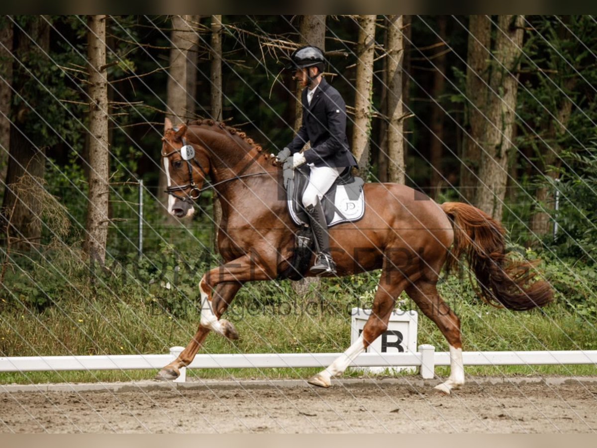 Oldenburger Springpaard Ruin 4 Jaar 174 cm Vos in Heiligenstedten