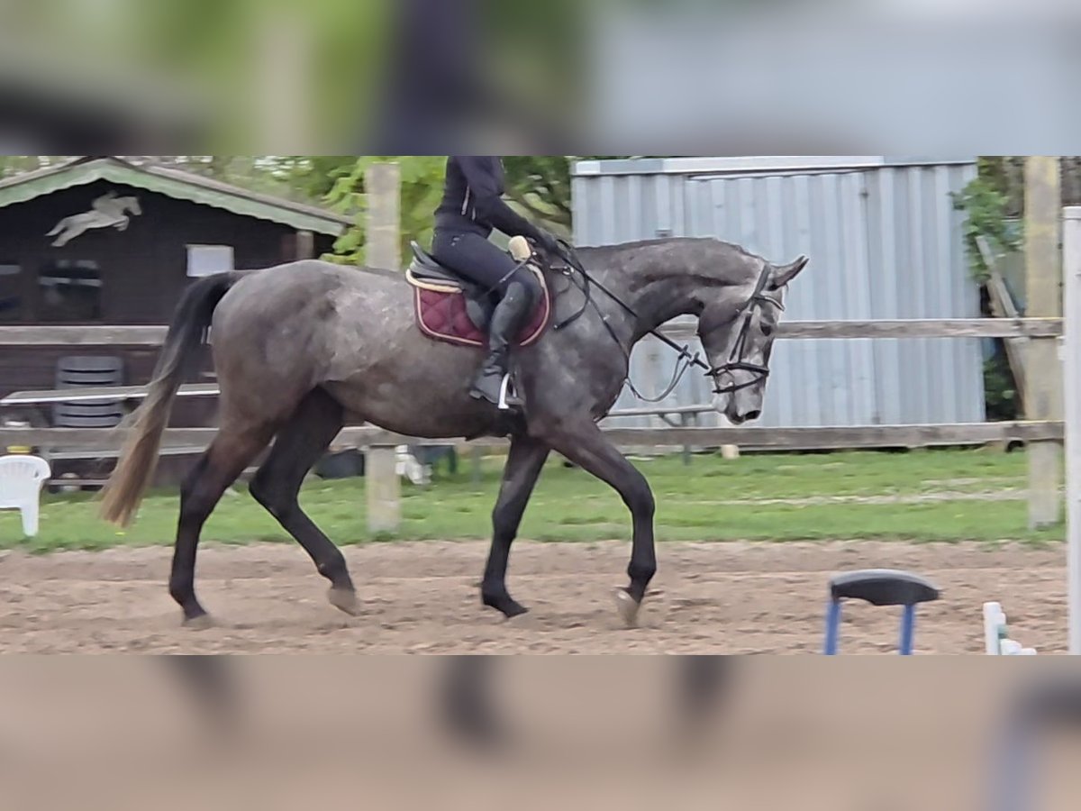Oldenburger Springpaard Ruin 4 Jaar 176 cm Appelschimmel in Rhauderfehn
