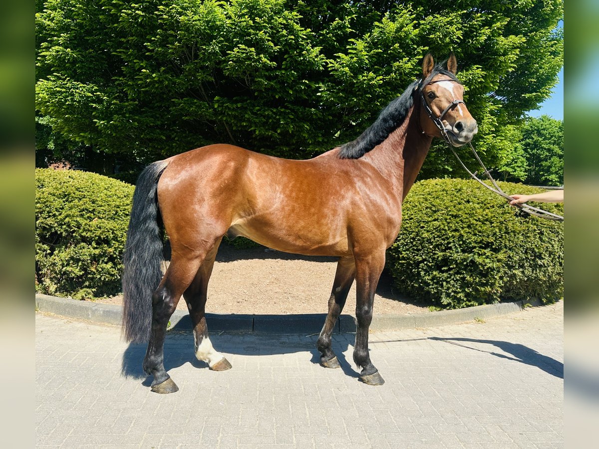 Oldenburger Springpaard Ruin 4 Jaar Bruin in Z&#xFC;lpich