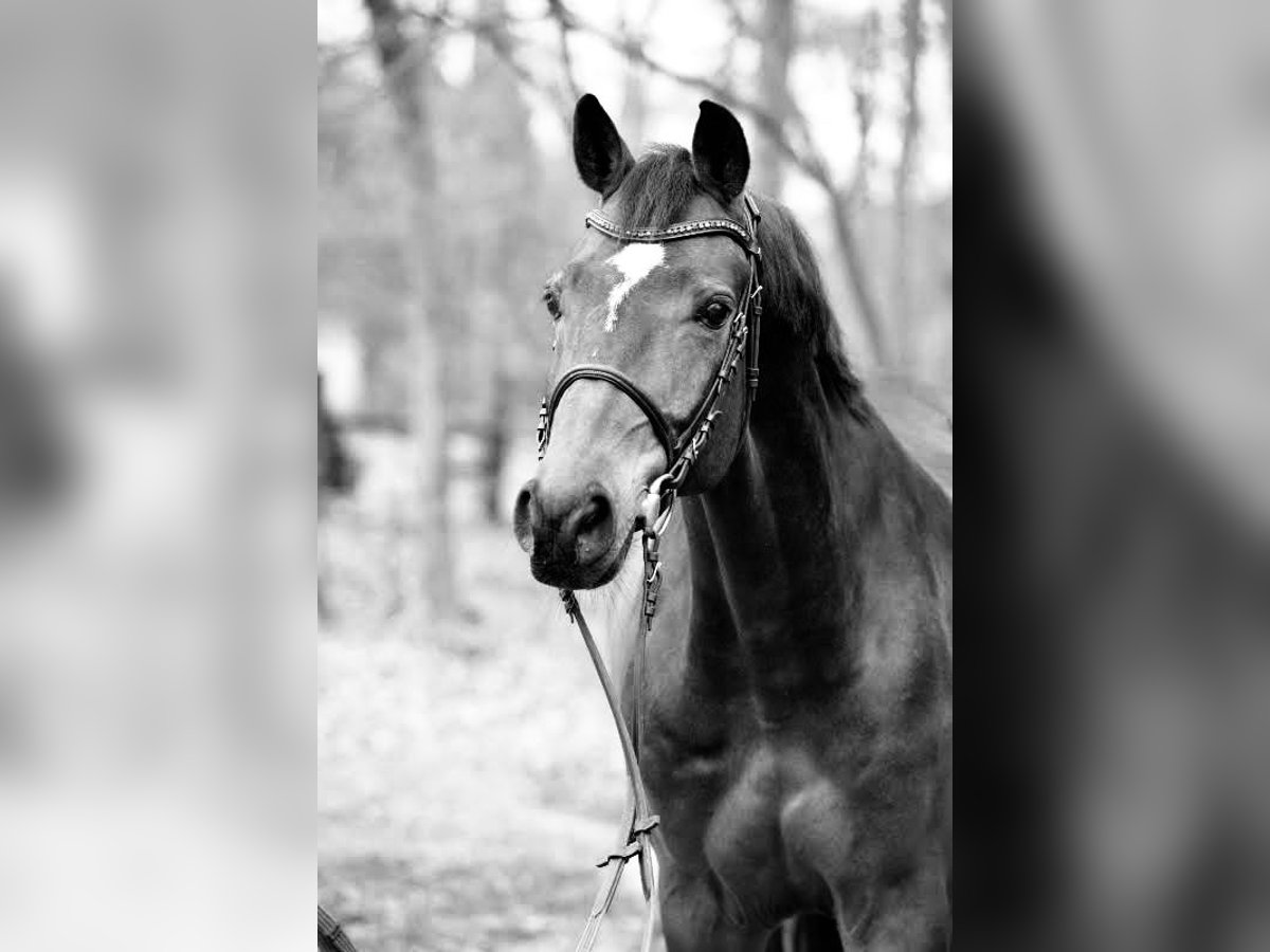 Oldenburger Springpaard Ruin 4 Jaar in Osnabr&#xFC;ck