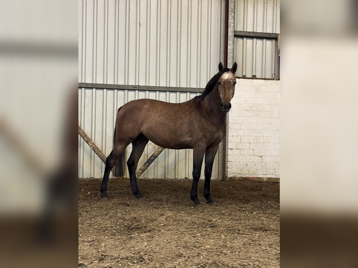 Oldenburger Springpaard Ruin 5 Jaar 160 cm Brown Falb schimmel in Molbergen Oldenburger Springpaard Ruin 5 Jaar 160 cm Brown Falb schimmel in Molbergen