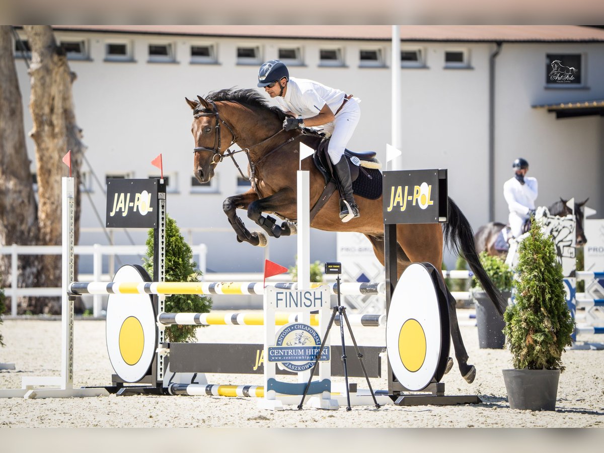 Oldenburger Springpaard Ruin 5 Jaar 166 cm Bruin in Buk