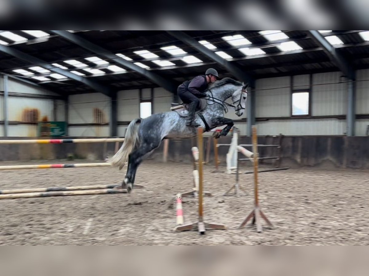 Oldenburger Springpaard Ruin 5 Jaar 166 cm Schimmel in L&#xFC;btheenGarlitz