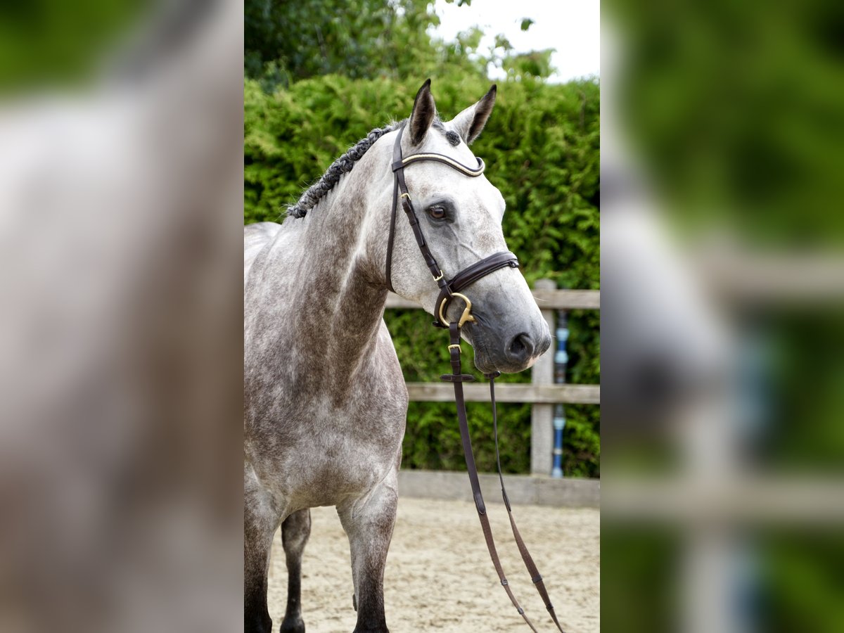 Oldenburger Springpaard Ruin 5 Jaar 168 cm Schimmel in Lohne