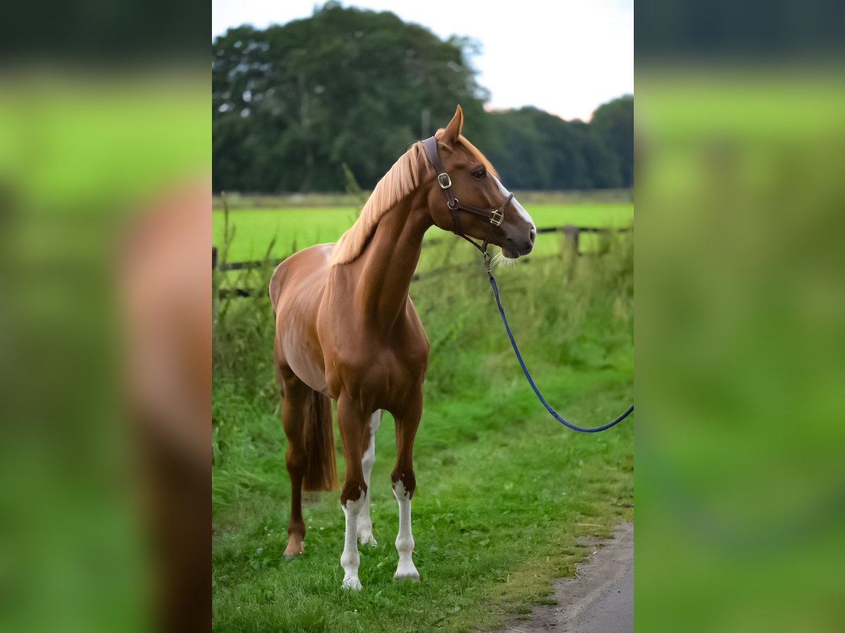 Oldenburger Springpaard Ruin 5 Jaar 168 cm Vos in L&#xFC;btheen