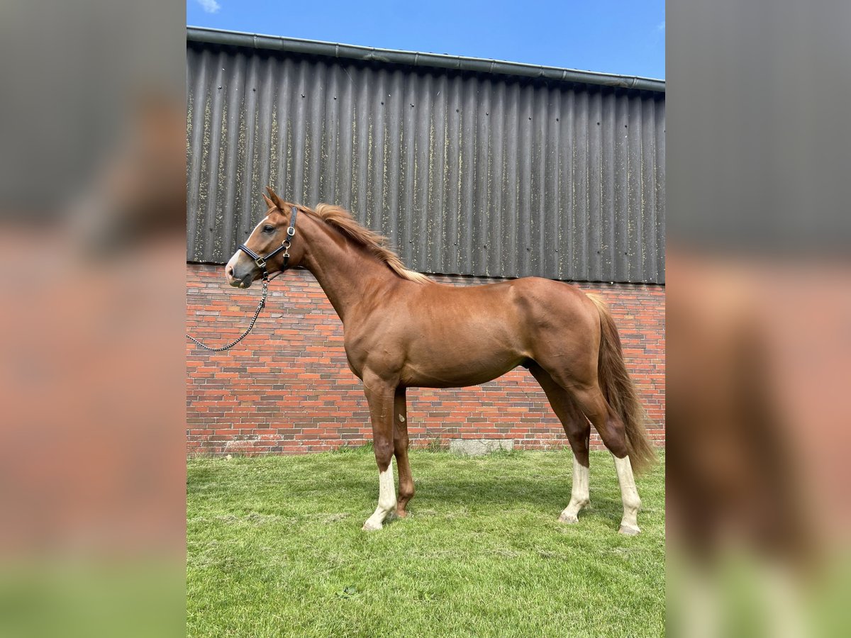 Oldenburger Springpaard Ruin 5 Jaar 169 cm Vos in Wangerland Hohenkirchen