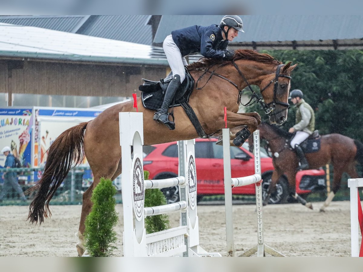 Oldenburger Springpaard Ruin 5 Jaar 170 cm Vos in Schleiz