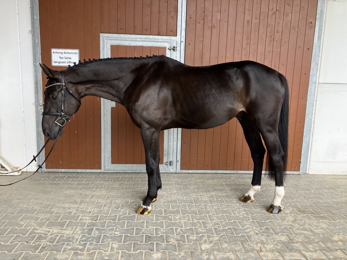 Oldenburger Springpaard Ruin 5 Jaar 172 cm Zwartbruin in Penig