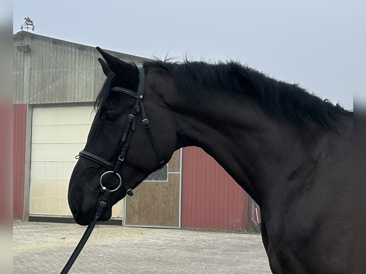 Oldenburger Springpaard Ruin 5 Jaar 174 cm Zwart in Ganderkesee