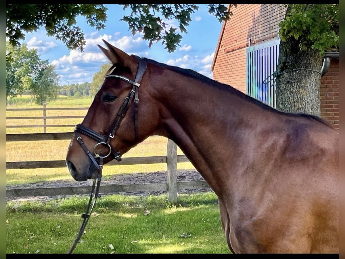 Oldenburger Springpaard Ruin 5 Jaar 175 cm Bruin in Oldenburg