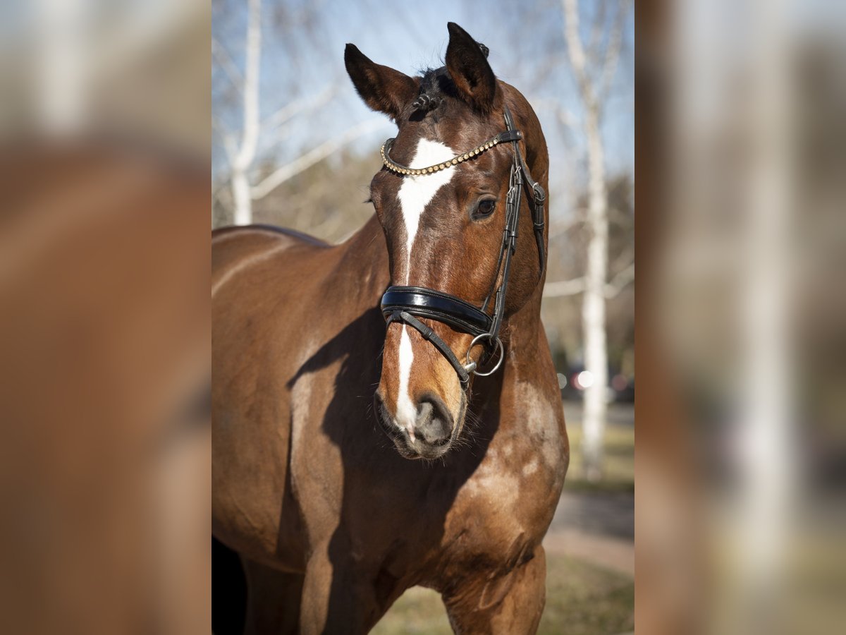 Oldenburger Springpaard Ruin 5 Jaar Bruin in Izsak