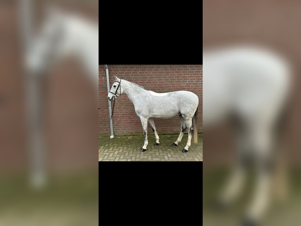 Oldenburger Springpaard Ruin 6 Jaar 164 cm Schimmel in Bad Kreuznach