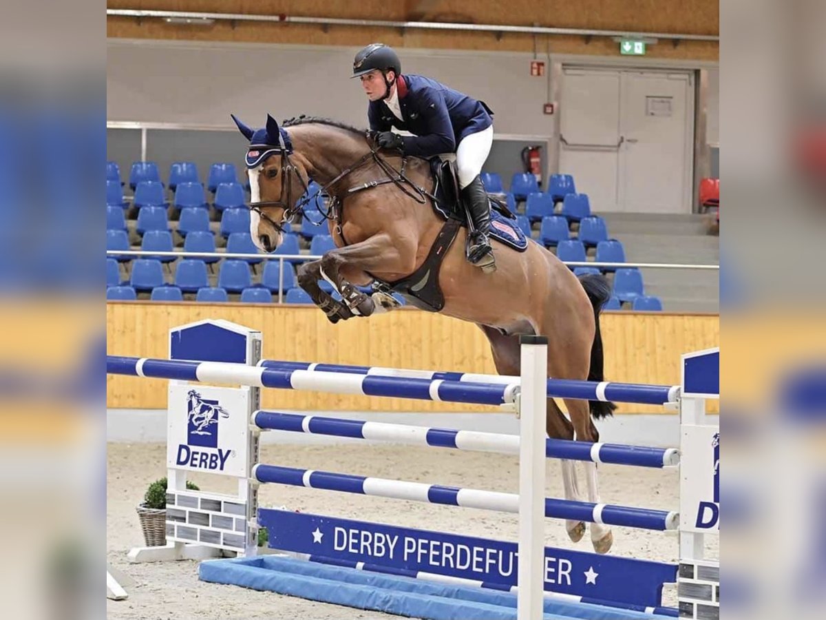 Oldenburger Springpaard Ruin 6 Jaar 165 cm Bruin in Spahnharrenst&#xE4;tte