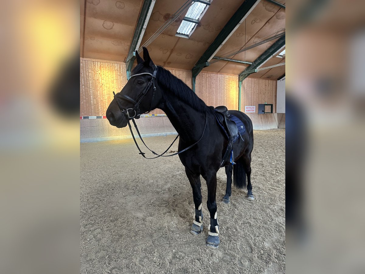 Oldenburger Springpaard Ruin 6 Jaar 165 cm Zwart in Neumarkt