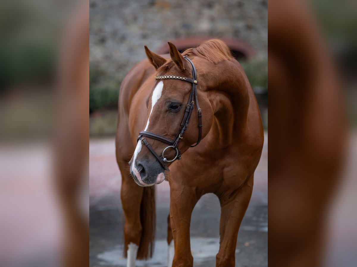 Oldenburger Springpaard Ruin 6 Jaar 166 cm Vos in Bramsche