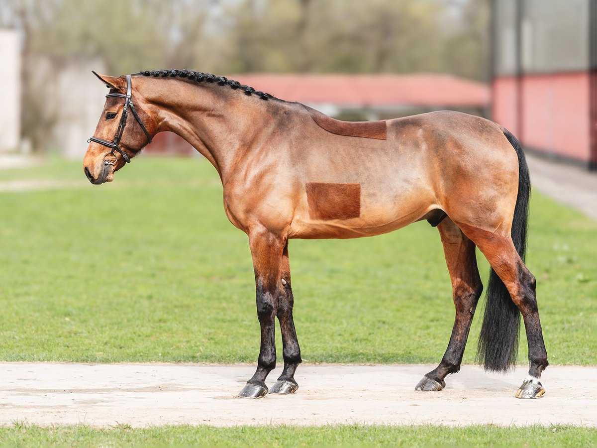 Oldenburger Springpaard Ruin 6 Jaar 168 cm in Zduchvice