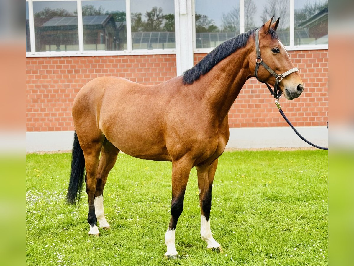 Oldenburger Springpaard Ruin 6 Jaar 172 cm Bruin in Zülpich