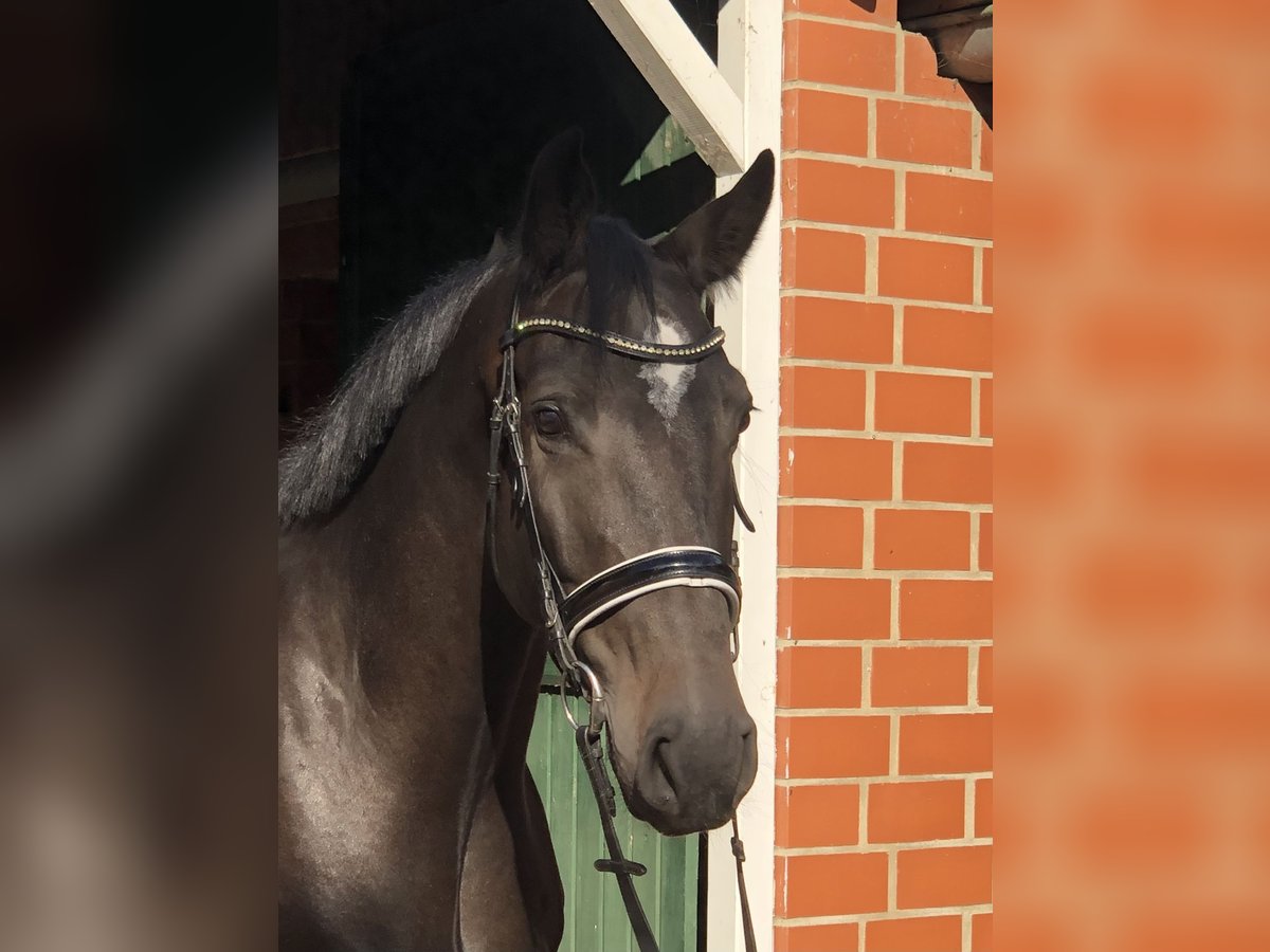 Oldenburger Springpaard Ruin 6 Jaar 175 cm Zwartbruin in Bötersen