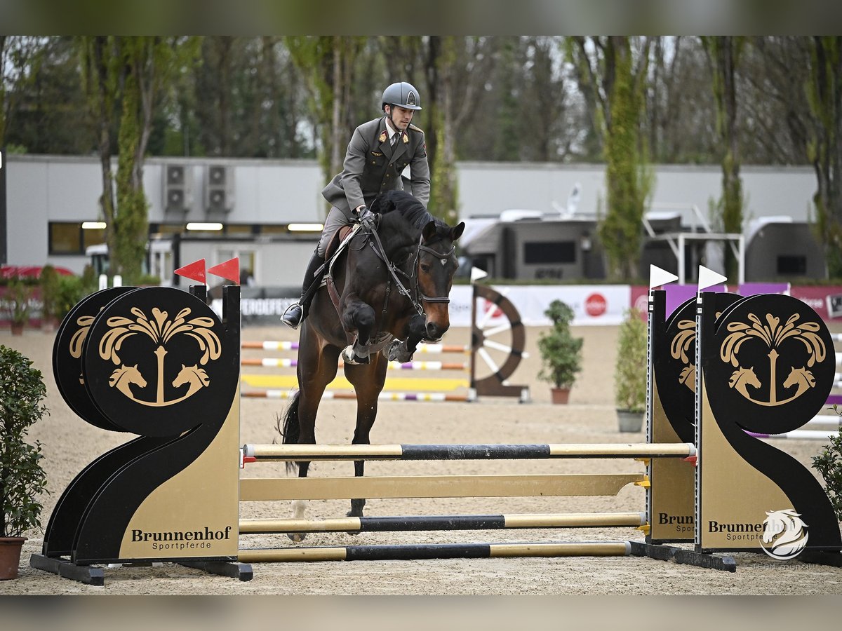 Oldenburger Springpaard Ruin 6 Jaar 179 cm Donkerbruin in Wien, Leopoldstadt