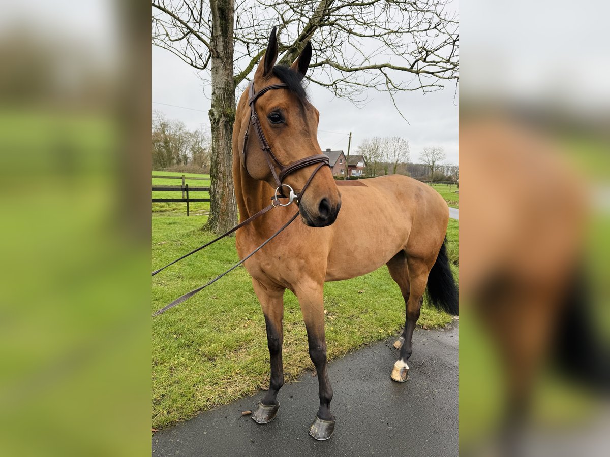 Oldenburger Springpaard Ruin 7 Jaar 172 cm Bruin in Altenberge