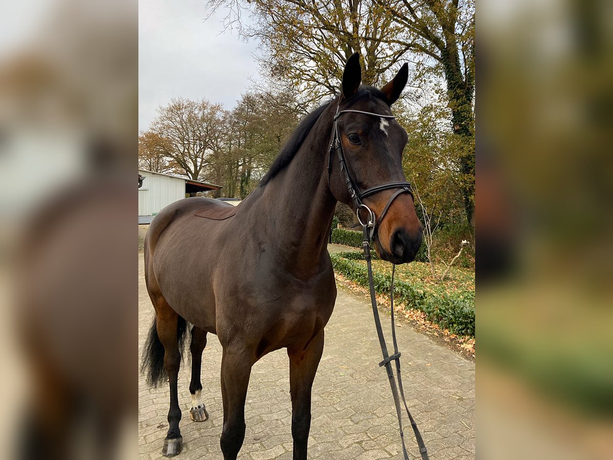 Oldenburger Springpaard Ruin 7 Jaar 172 cm Donkerbruin in L&#xF6;ningen