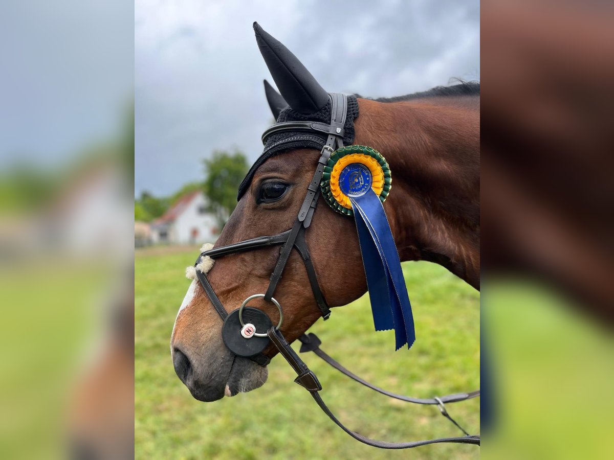 Oldenburger Springpaard Ruin 8 Jaar 165 cm Bruin in Sassen-Trantow