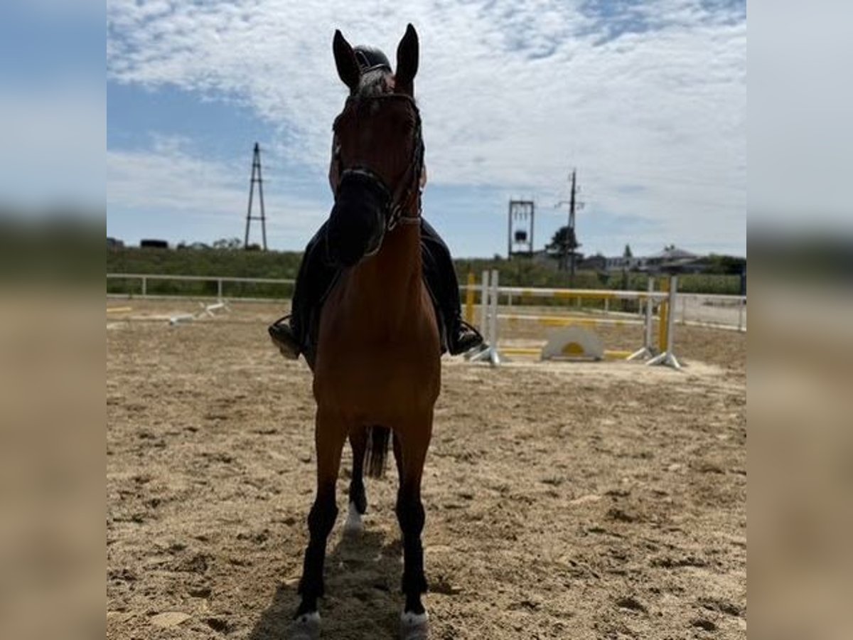 Oldenburger Springpaard Ruin 8 Jaar 168 cm Bruin in Deutsch Wagram