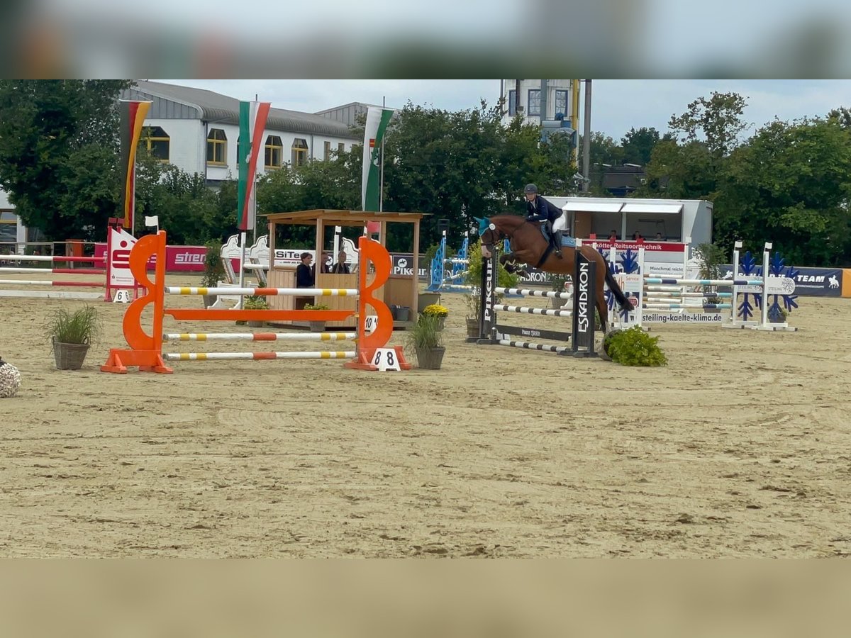 Oldenburger Springpaard Ruin 8 Jaar 168 cm Bruin in Vlotho