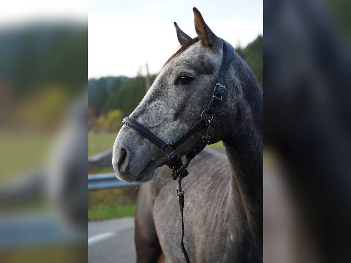 Oldenburger Springpaard Ruin 8 Jaar 170 cm Appelschimmel in Breitenbrunn