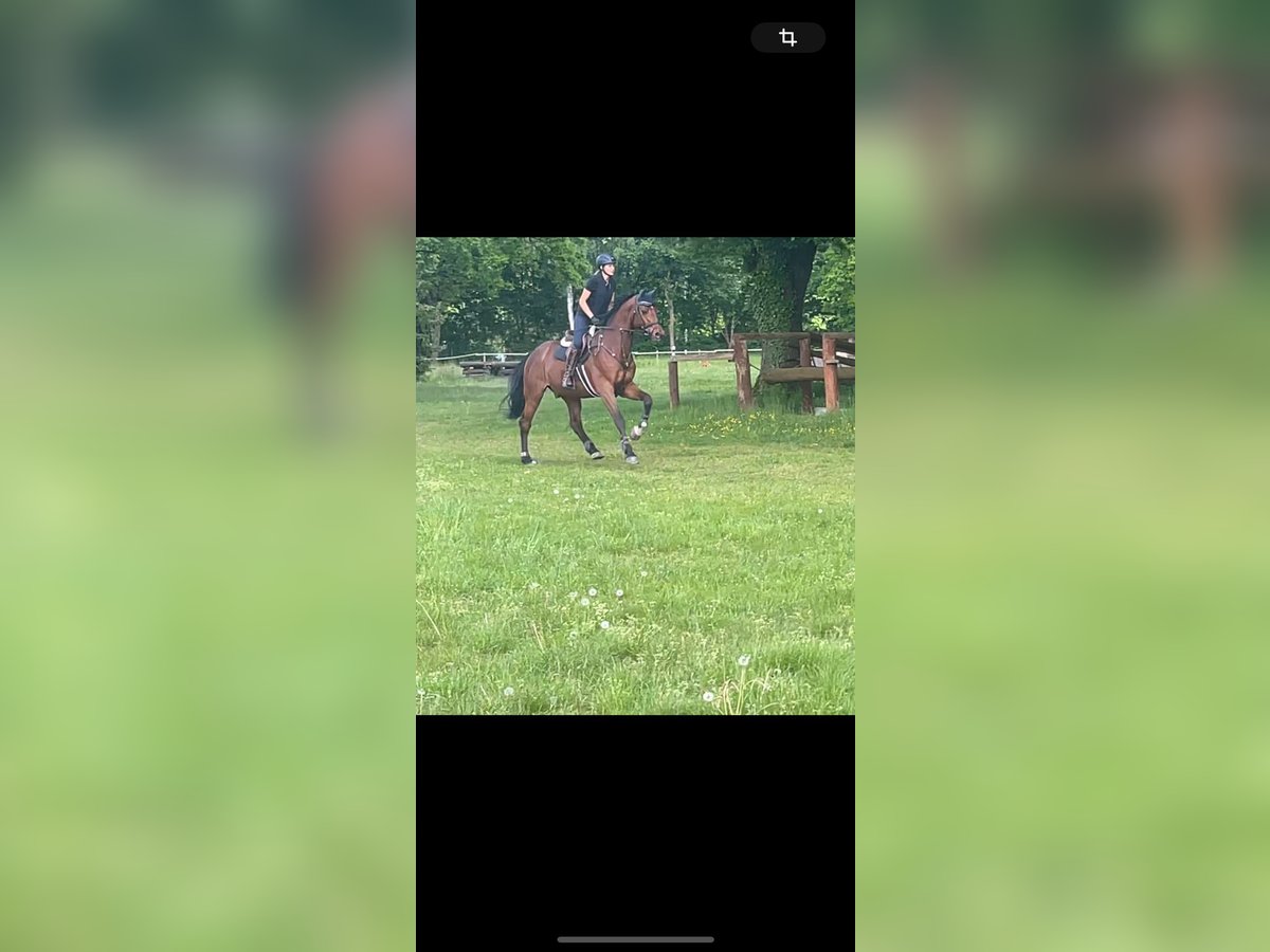 Oldenburger Springpaard Ruin 8 Jaar 172 cm Donkerbruin in Sassen-Trantow