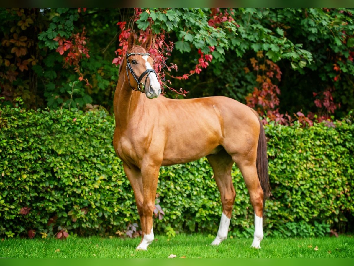 Oldenburger Springpaard Ruin 8 Jaar 173 cm Donkere-vos in Ankum Oldenburger Springpaard Ruin 8 Jaar 173 cm Donkere-vos in Ankum