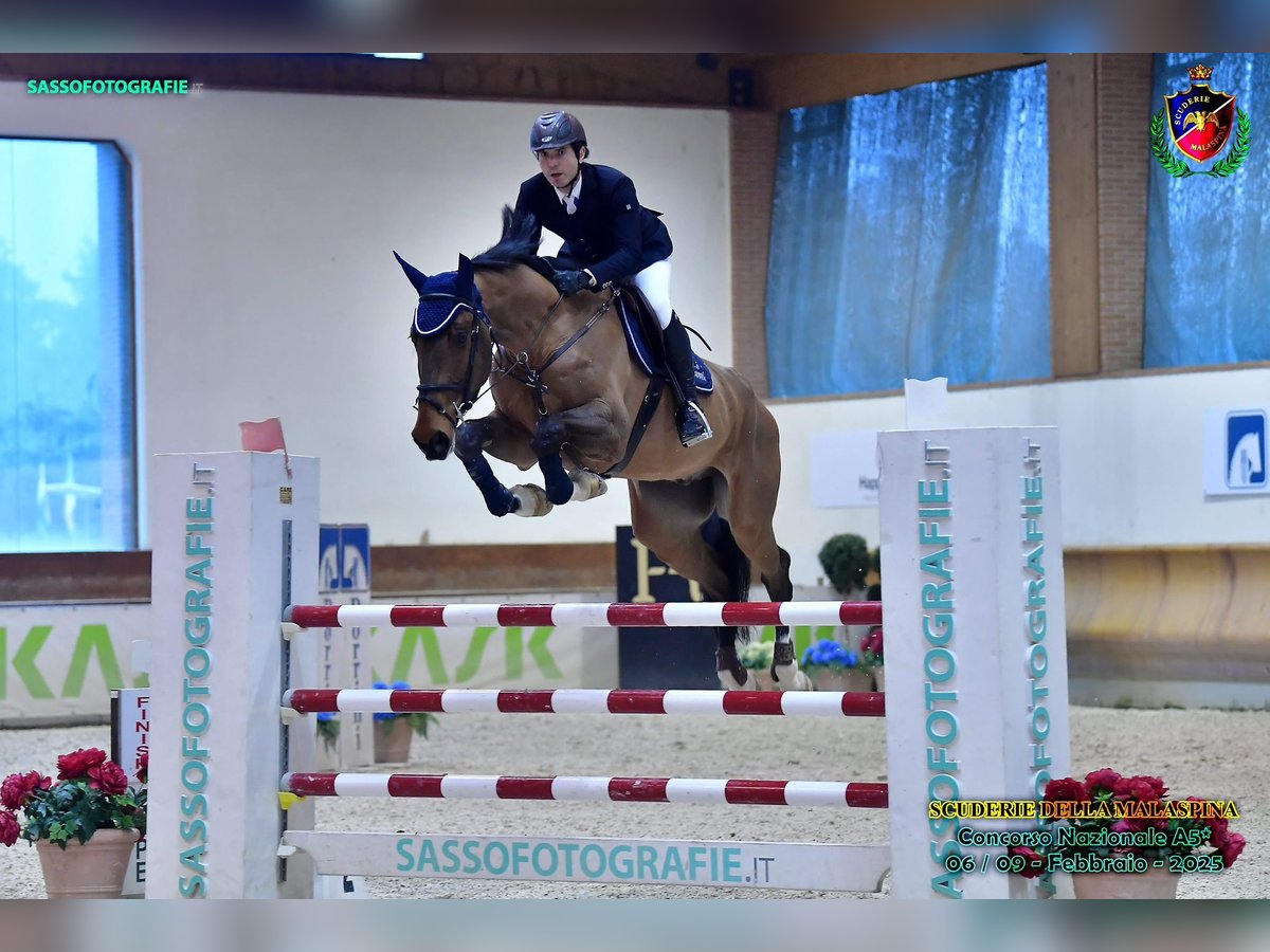 Oldenburger Springpaard Ruin 8 Jaar 175 cm Bruin in mesero