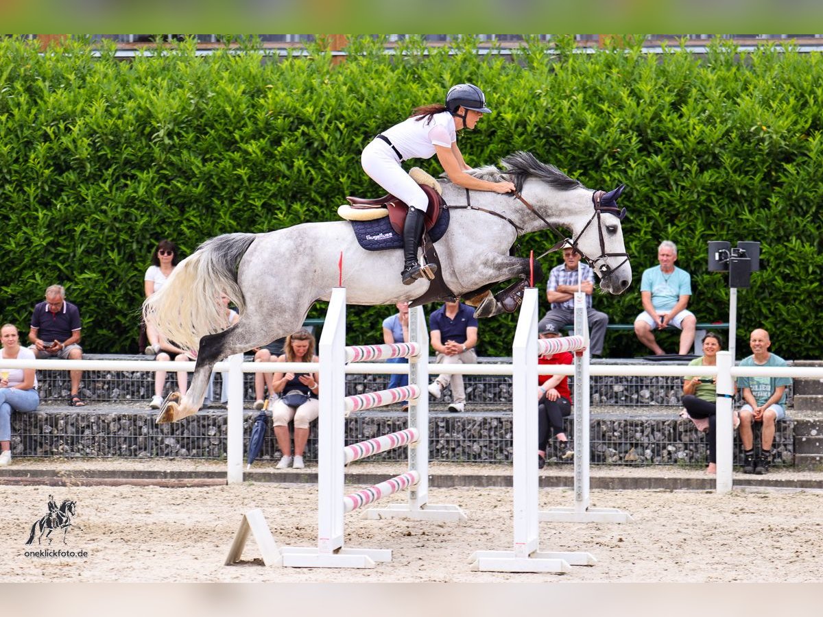 Oldenburger Springpaard Ruin 9 Jaar 166 cm Appelschimmel in Bad Schussenried