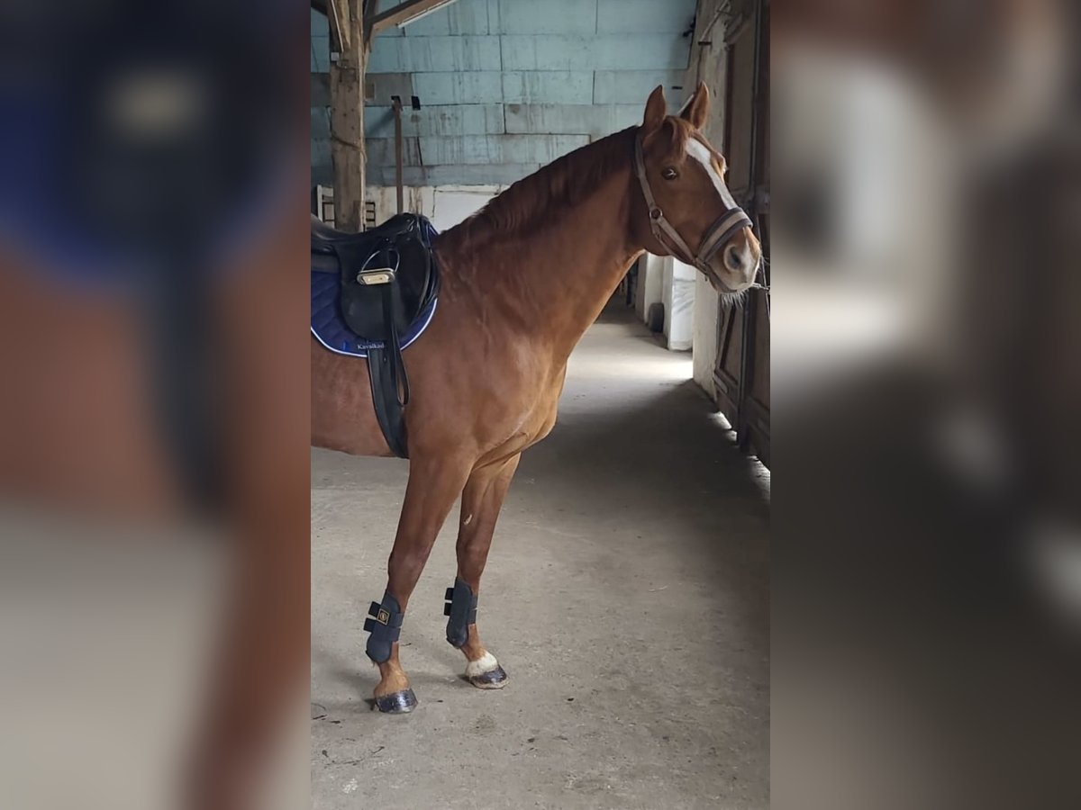 Oldenburger Springpferd Hengst 11 Jahre 168 cm Dunkelfuchs in Wilhelmshaven