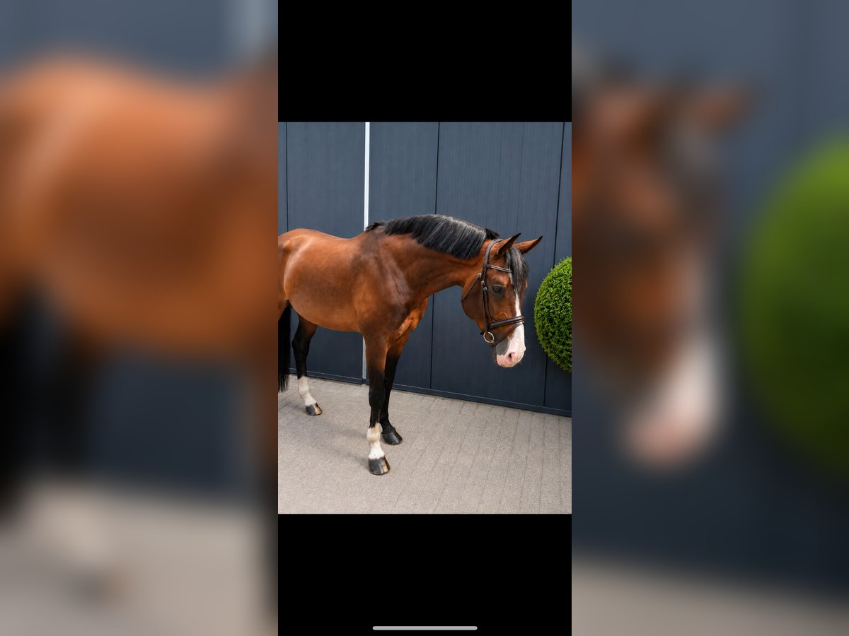 Oldenburger Springpferd, Hengst in Nettetal