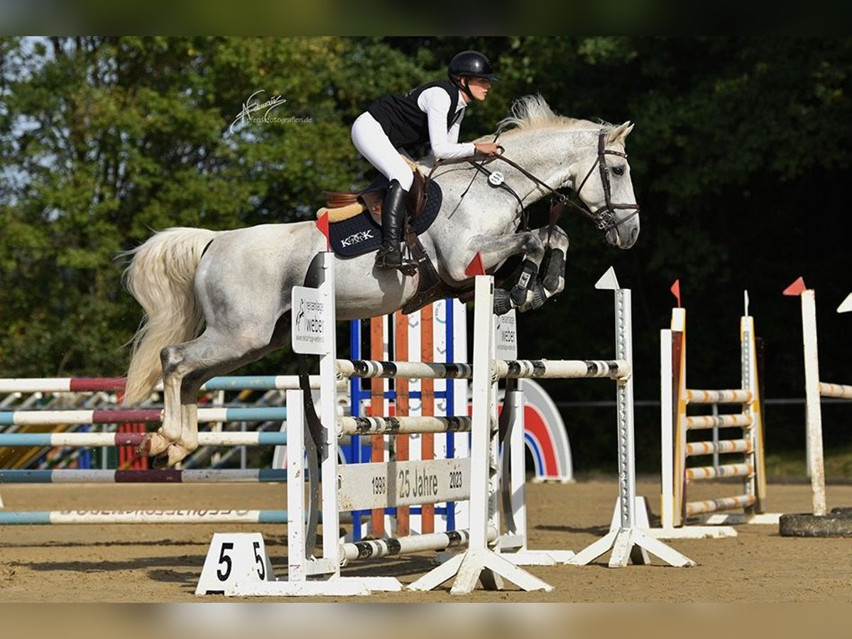 Oldenburger Springpferd Hengst 12 Jahre 164 cm Schimmel in Limburg an der Lahn