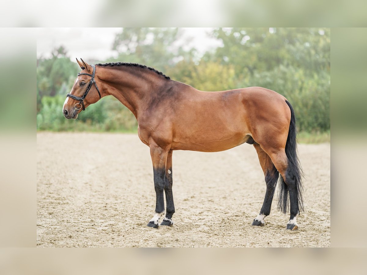 Oldenburger Springpferd Hengst 14 Jahre 172 cm Rotbrauner in Prague