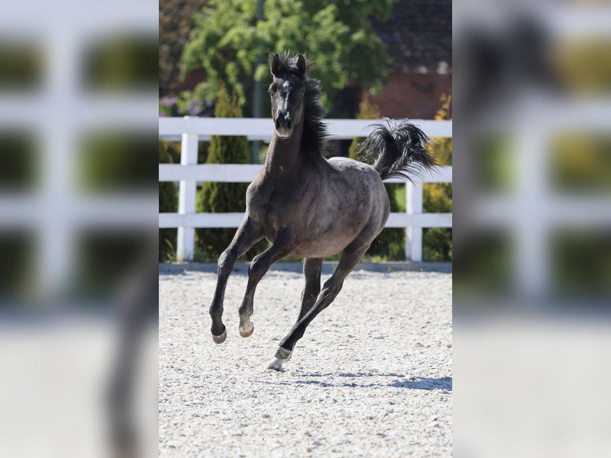 Oldenburger Springpferd Hengst 1 Jahr 143 cm in Kolobrzeg