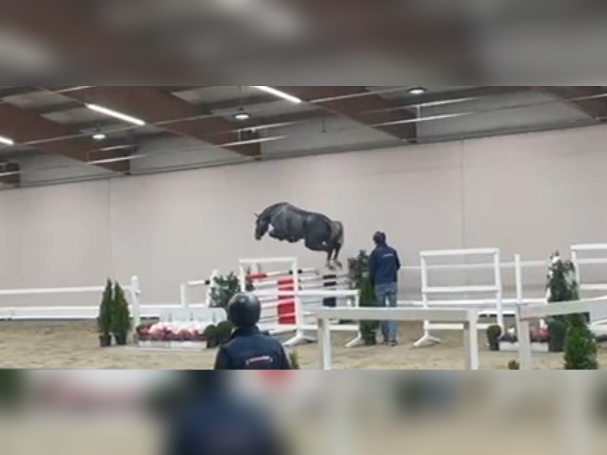 Oldenburger Springpferd Hengst 2 Jahre 163 cm Rappschimmel in Garrel