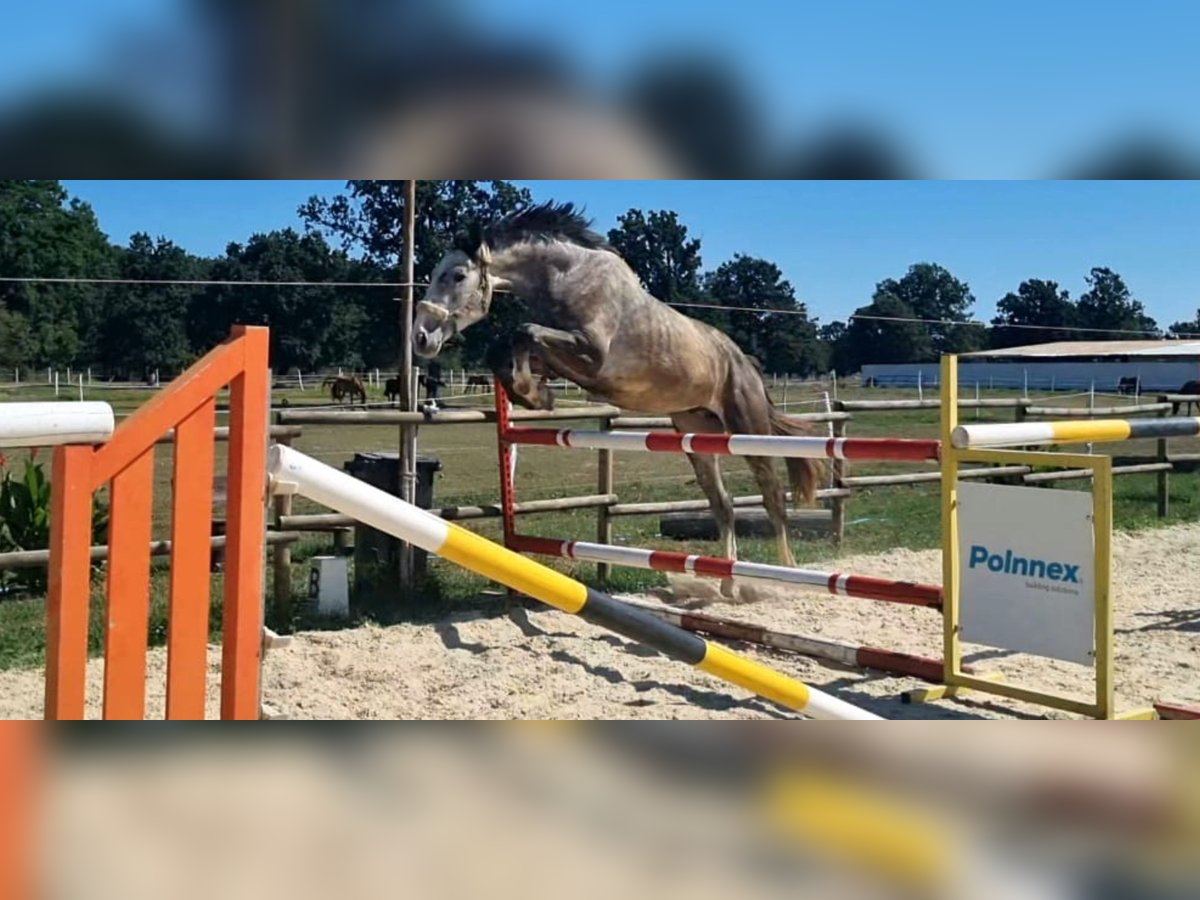 Oldenburger Springpferd Hengst 3 Jahre 179 cm Schimmel in Oradea
