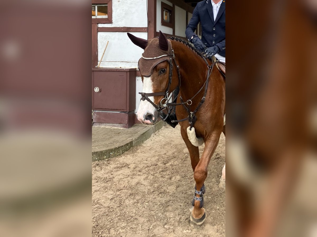 Oldenburger Springpferd Hengst 4 Jahre 166 cm Fuchs in Papenburg