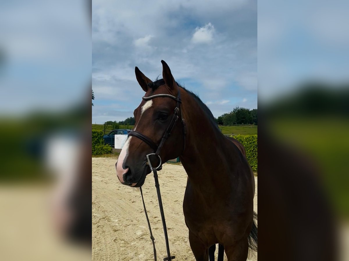 Oldenburger Springpferd Hengst 4 Jahre 168 cm Brauner in Lindlar
