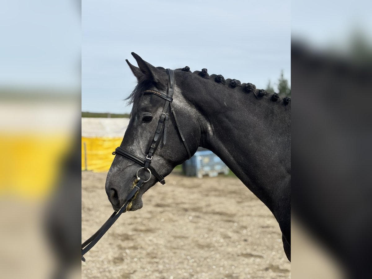 Oldenburger Springpferd Hengst 4 Jahre 168 cm Kann Schimmel werden in Attenhofen Oldenburger Springpferd Hengst 4 Jahre 168 cm Kann Schimmel werden in Attenhofen