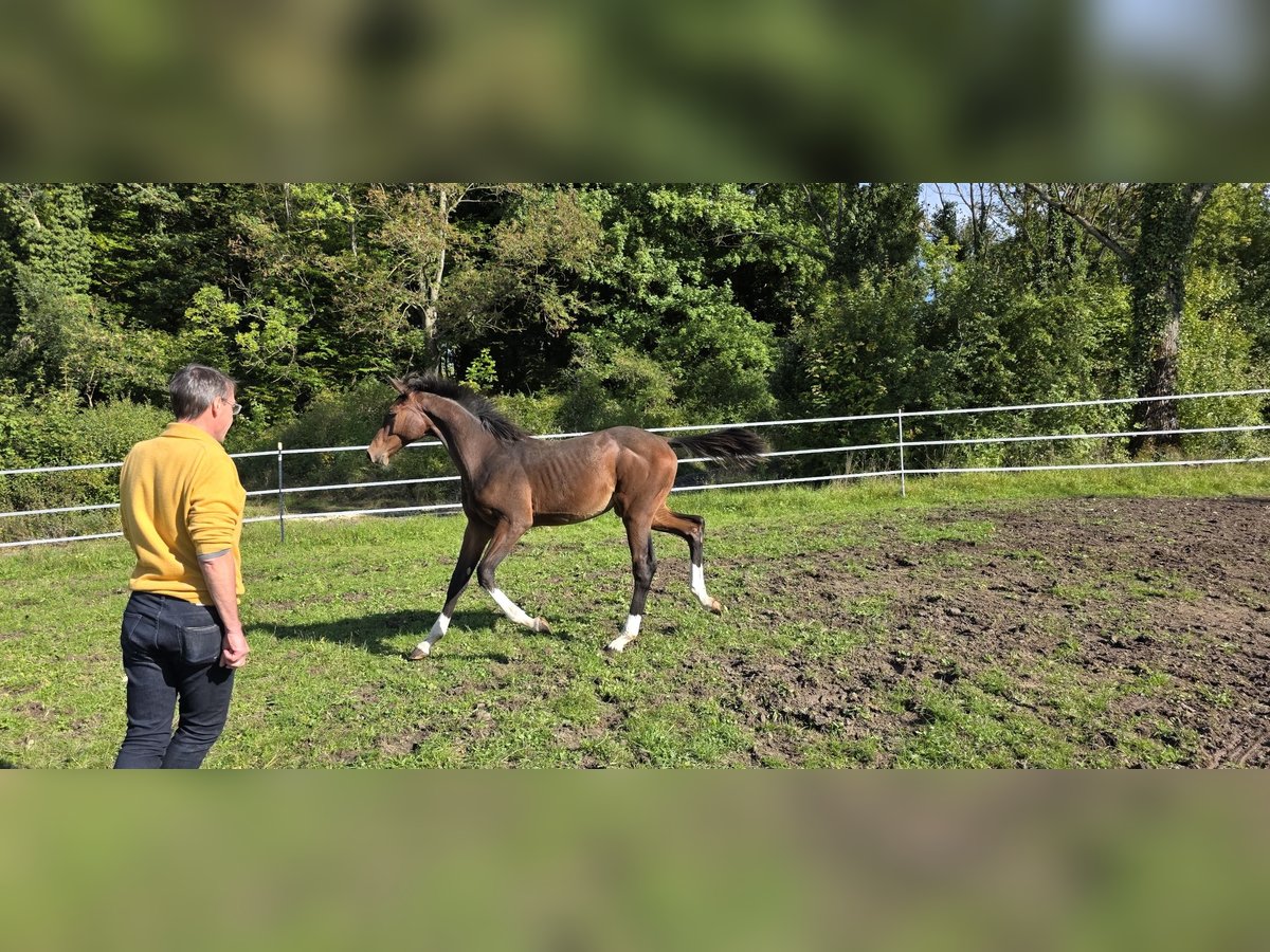 Oldenburger Springpferd Hengst Fohlen (06/2025) 135 cm Dunkelbrauner in Ludwigshafen am Rhein