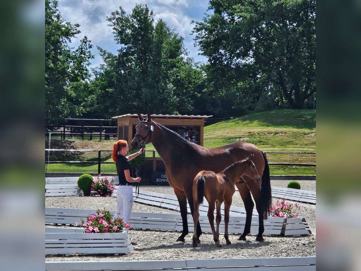 Oldenburger Springpferd Hengst  170 cm Brauner in Letschin