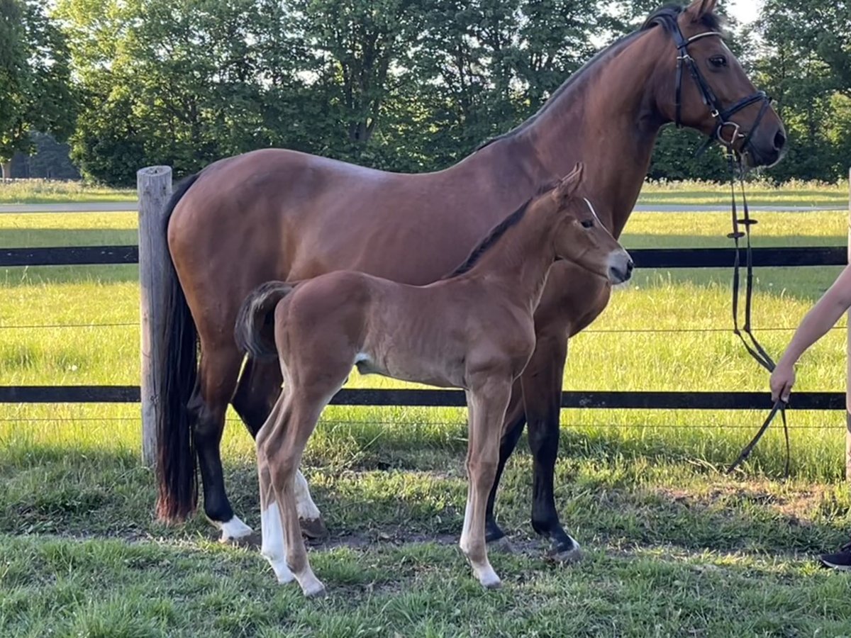 Oldenburger Springpferd Hengst  170 cm Brauner in Werlte